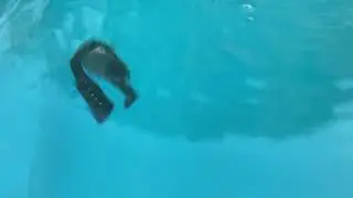 SKMEI 1628 5 ATM WATERPROOF swimming test