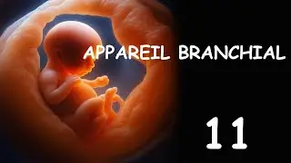 Embryologie (2025) : L'Appareil Branchial Par Abdellah