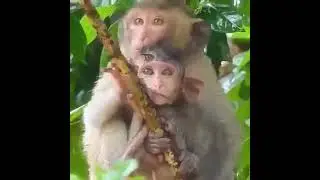 Mother Monkey Protects her Baby from the rain ..