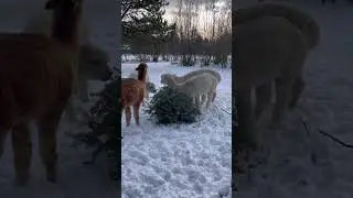 Alpakas enjoying the Christmas Tree #winter #denmark #snow #cute #alpaca #nature