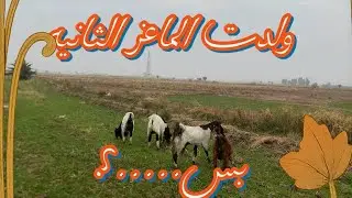 ولدن عدي ثنين من الماعز تتوقعون شكد جابن