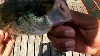 How To Catch Finicky Suspended Summer Crappie