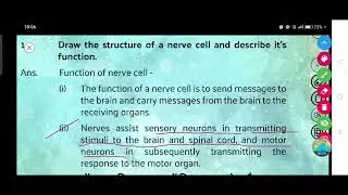 Draw the structure of a nerve cell and describe it's function.