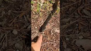 Helping a Big Friendly Black Ratsnake Cross the Road!