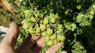 40 year old Desert peach Bush