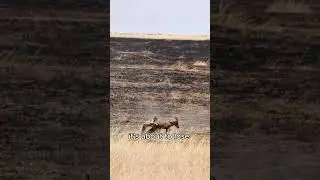 The Most INTENSE Cheetah Hunt You&rsquo;ll Ever See! #wildlife #didyouknow #animals