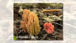 Ramaria araiospora - fungi kingdom