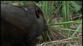 The Pygmy Hog