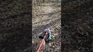 Walks with Jackson at Brighton East Rail Trail, Lexington KY #nature #pitbull #bully #hiking