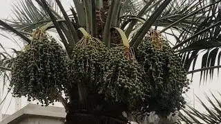 تحدير نخيل البيوت في القطيف ـ مايو 2017