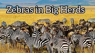 You will not believe how many zebras are here #travel