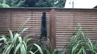 Tabby cat climbs up garden fence - Shot with iPhone 7