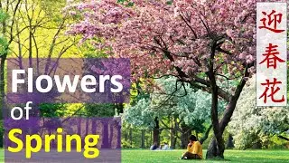 Flowers of Spring - Harmonica - Chinese New Year 2022