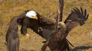 bald eagle vs golden eagle real fight