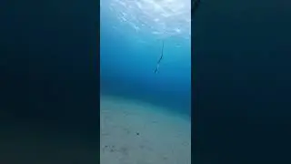 How fast does a sea snake rise to the surface?