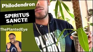 Philodendron Spiritus Sancti (PSS) Care ft. @theplantedeye