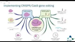 How to improve your CRISPR experiments