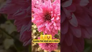 Beautiful Flowers Shorts | Pink Sebati | Winter flowers | #shorts #youtubeshorts #viral #flowers