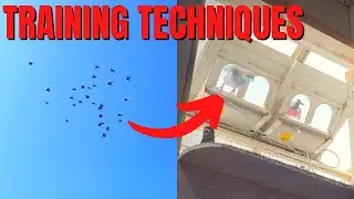 TRAINING Young Racing Pigeons For Their FIRST FLIGHT