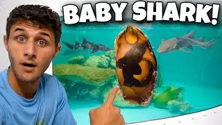 My PET SHARKS LAID An EGG!! *Crazy*