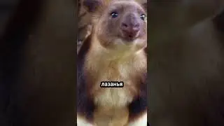 Древесный кенгуру 🌲 Кенгуру, Который Лазит по Деревьям? #животные