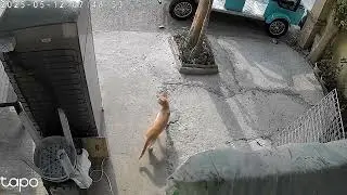 the orange cat walking #cctv #tapo #TapoTPLINK #TPLINK #tapocctv #footage #trending #video #watch 