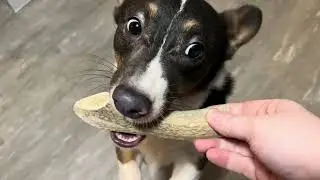 Review of Nature Gnaws Antler Chews