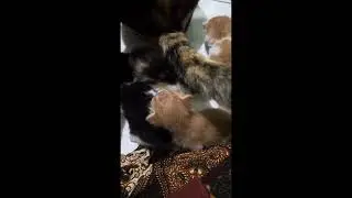 kucing lahiran di lemari tetangga dibawa pulang balik lgi ke rumah tetangga bisa bgituu ya ampun deh