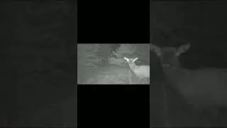 Lost Trail Cam Videos preview
