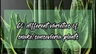 60 DIFFERENT VARIETIES OF SNAKE/SANSEVIERIA PLANTS