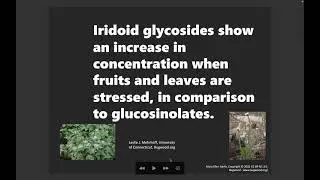 Glucosinolates Versus Iridoid Glycosides - Which is Higher in Fruits and Leaves?