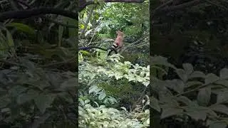 Brown Bird Vocalizing