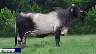 MS HORSEGATE 888