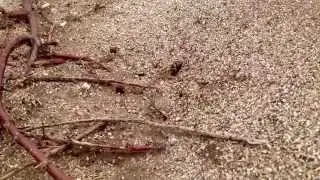Capturing a red harvester ant queen - Part II (One day before flight)