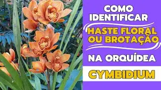 SAIBA COMO IDENTIFICAR SE SEU CYMBIDIUM ESTA COM  HASTE FLORAL OU BROTO NOVO?