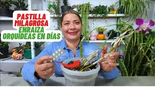 La Pastilla Mágica para Enraizar Orquideas en Días #orquideas