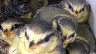 Pimpelmees nestcamera: van nest bouwen tot uitvliegen