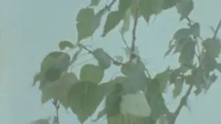 My First Reel of Kodak Vision3 200T Super 8 Film