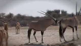 Hunting Gemsbok with Bow in South Africa