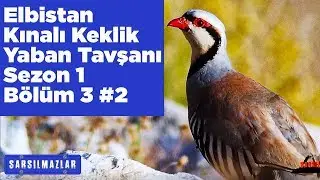 Elbistan Kızılkandil Kınalı Keklik ve Yaban Tavşanı Avı Sarsılmazlar 1.Sezon 3.Bölüm 2 Yaban Tv