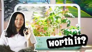 One Year with my Click & Grow Smart Garden 9 REVIEW | Mary's Test Kitchen