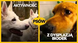 Efekty rehabilitacji ps&oacute;w z dysplazją bioder - czy da się z tym żyć?