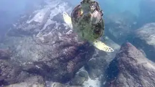 Turtles - Slaughterhouse Beach, Maui HI - 09.19.2017