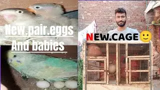 New pair ne eggs de🙂new cage ghar agiya LoveBirds 🥰