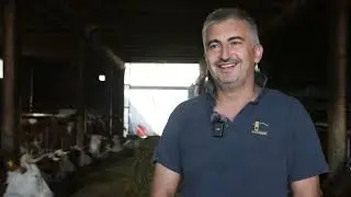 Imam dobru saradnju sa mlekarom i NEMAM PROBLEME! Farma krava iz Krive Reke