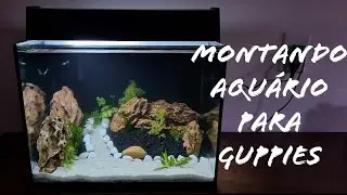 Montando um aquário para Guppies