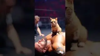 Wrestling's New Champion is... a CAT?! 🐱💪 #Shorts