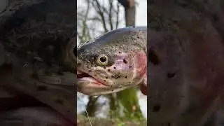 dr&ocirc;le de t&ecirc;te 🤣😬 #bretagne #p&ecirc;che #poisson #fish #france #fishing #incroyable #music #drole #bzhyt🤯🤯