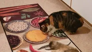 Ginny Bällchen spielen