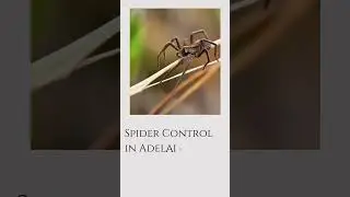 Effective Spider Control Services in Adelaide